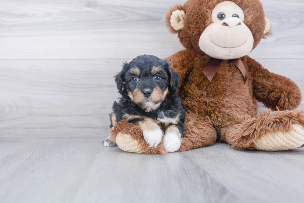 Sweet Mini Aussiedoodle Baby