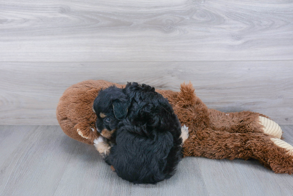 Mini Aussiedoodle Pup Being Cute