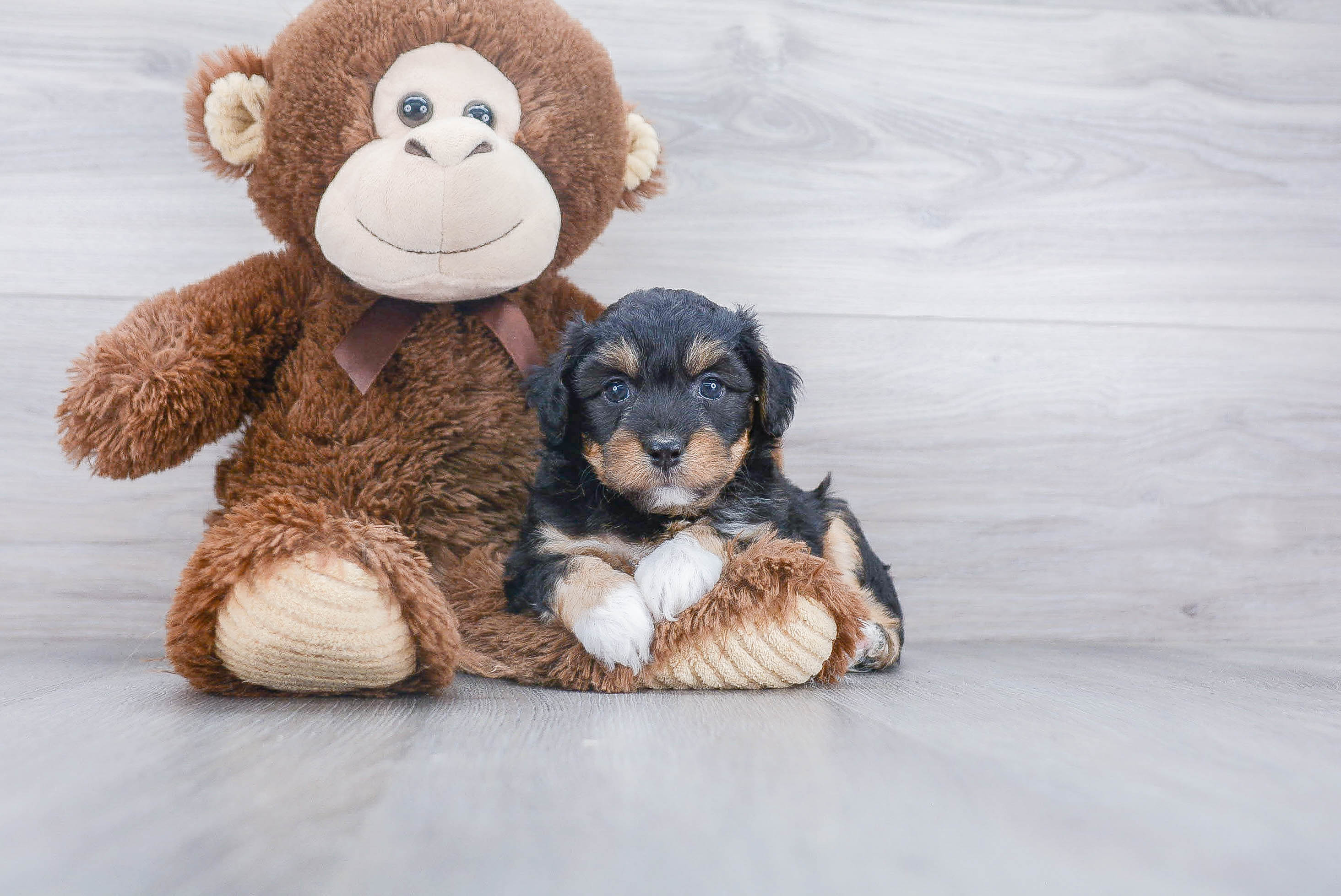 Mini Aussiedoodle Puppy for Adoption