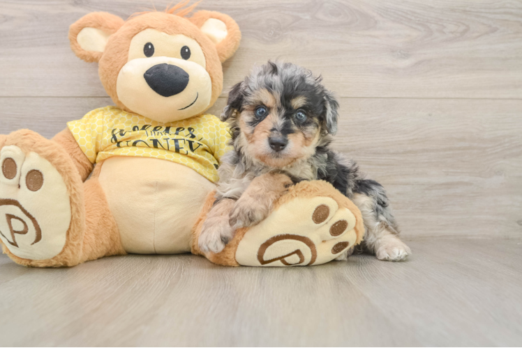Popular Mini Aussiedoodle Poodle Mix Pup