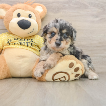 Popular Mini Aussiedoodle Poodle Mix Pup