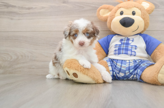 Best Mini Aussiedoodle Baby