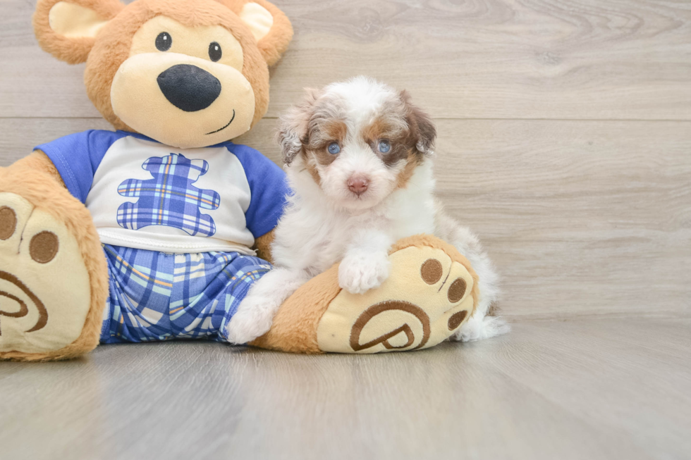 Little Aussiepoo Poodle Mix Puppy