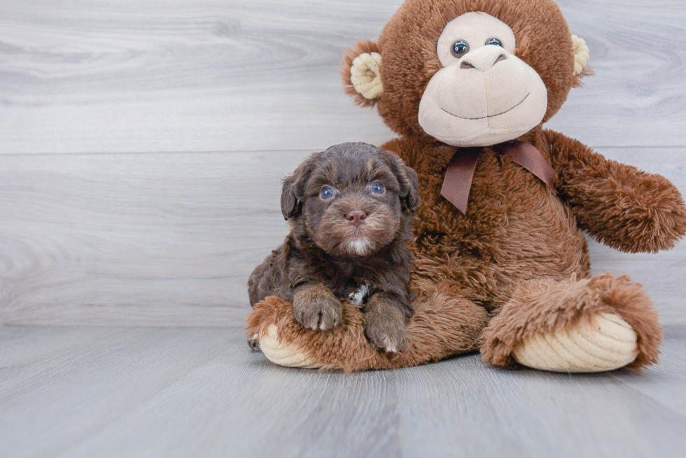 Mini Aussiedoodle Pup Being Cute