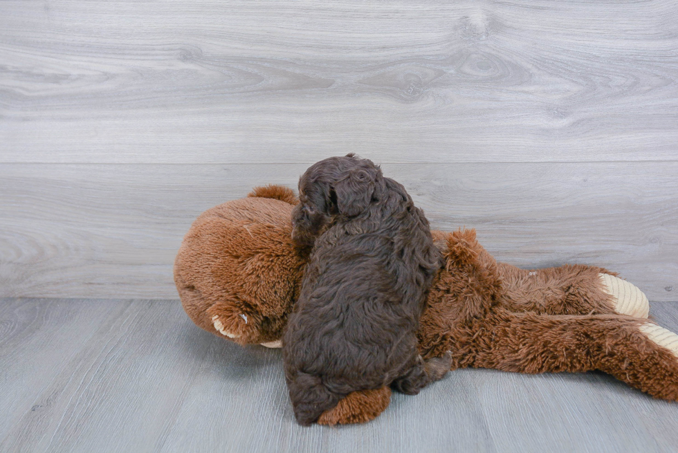 Popular Mini Aussiedoodle Poodle Mix Pup