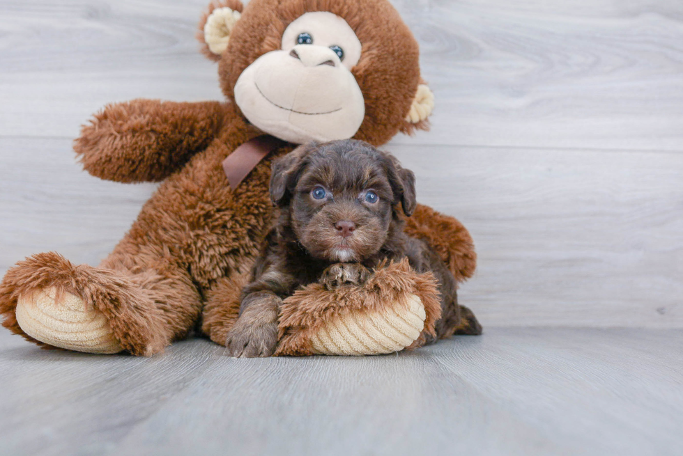 Best Mini Aussiedoodle Baby