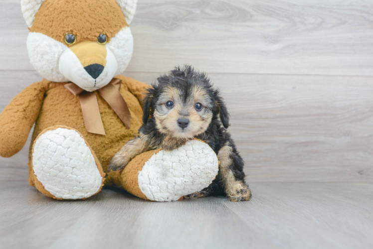 Hypoallergenic Aussiepoo Poodle Mix Puppy