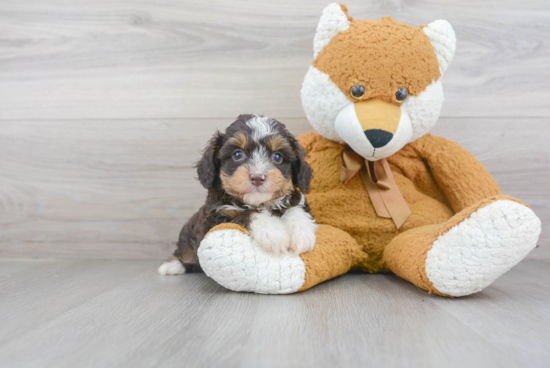 Sweet Mini Aussiedoodle Baby