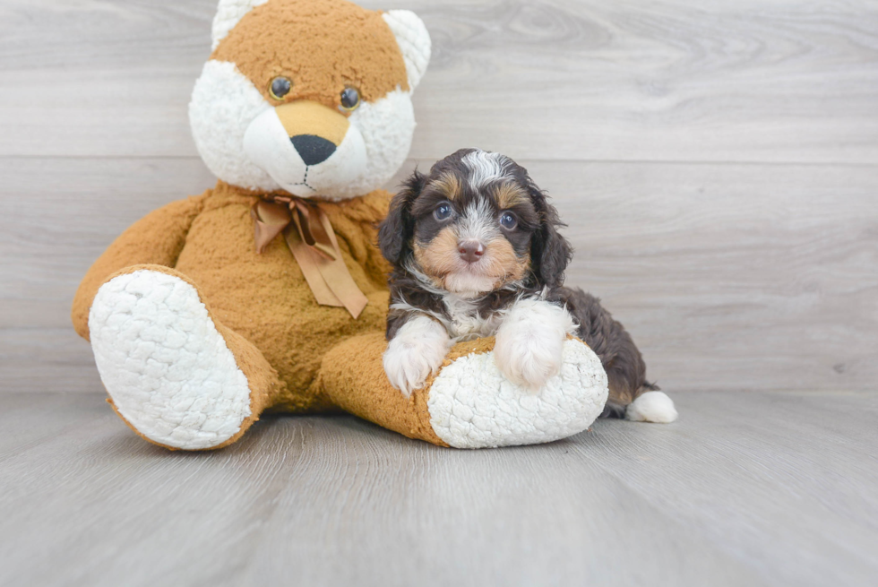 Mini Aussiedoodle Puppy for Adoption