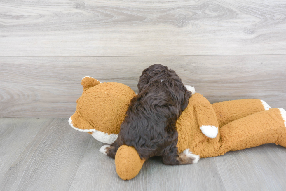 Best Mini Aussiedoodle Baby