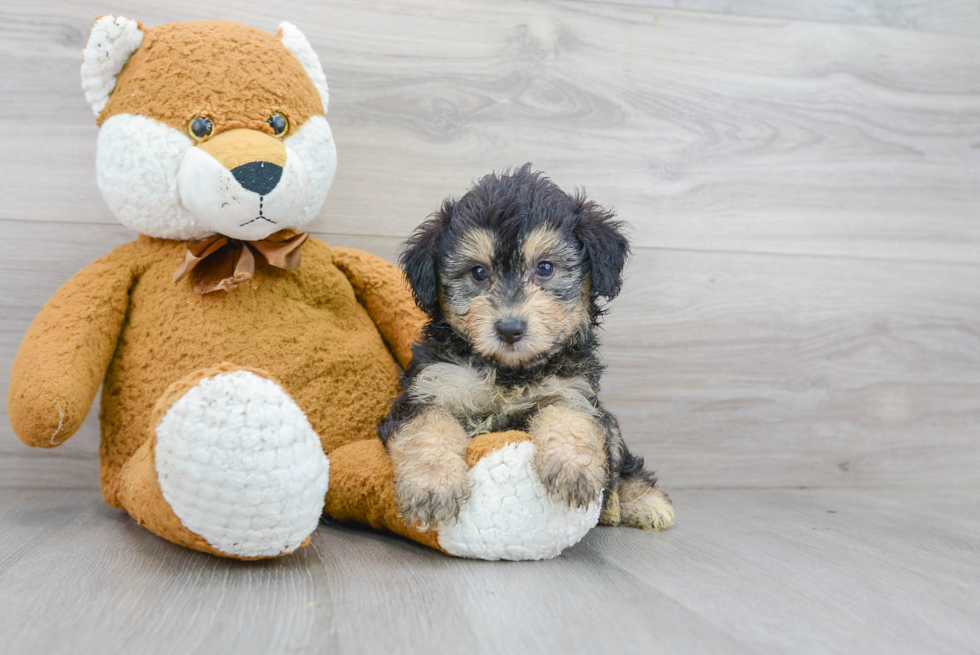 Happy Mini Aussiedoodle Baby