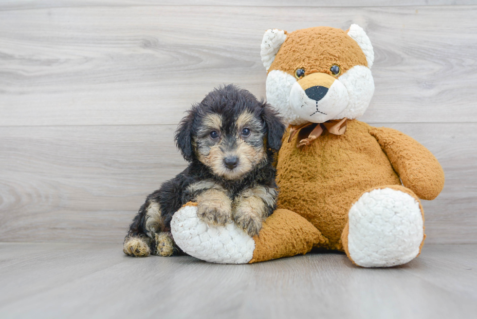 Small Mini Aussiedoodle Baby