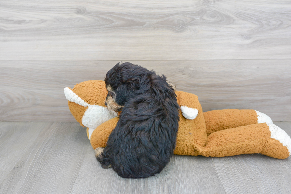 Friendly Mini Aussiedoodle Baby