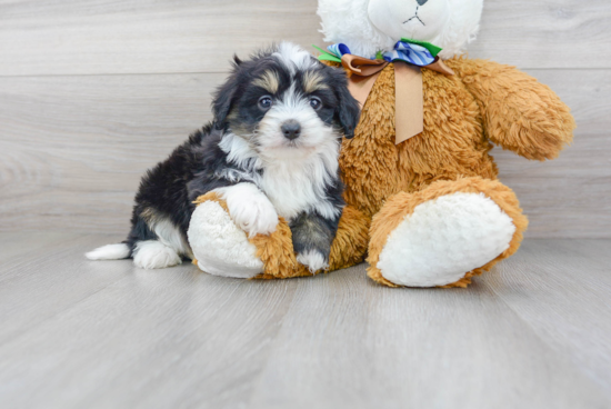 Mini Aussiedoodle Puppy for Adoption