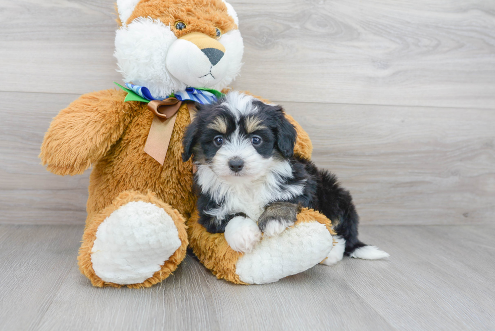 Best Mini Aussiedoodle Baby