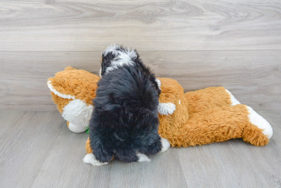 Best Mini Aussiedoodle Baby