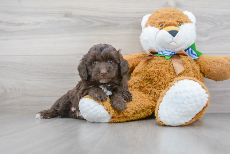 Mini Aussiedoodle Pup Being Cute