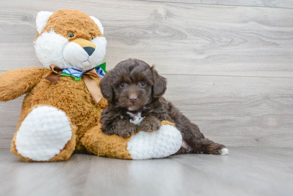 Smart Mini Aussiedoodle Poodle Mix Pup