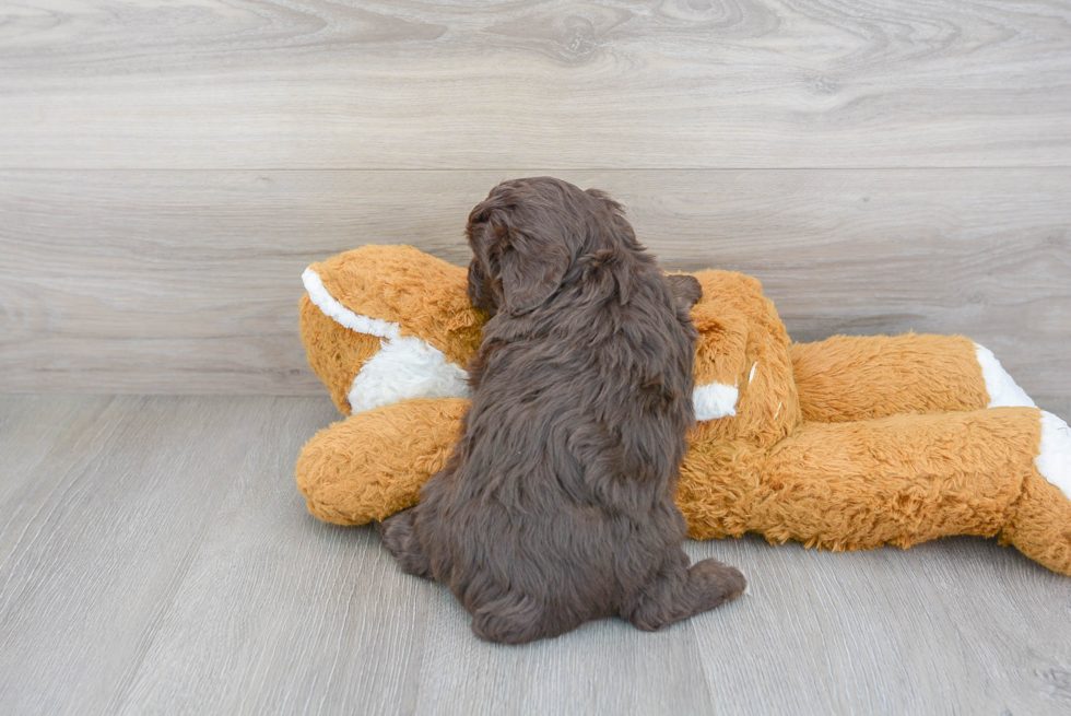 Hypoallergenic Aussiepoo Poodle Mix Puppy