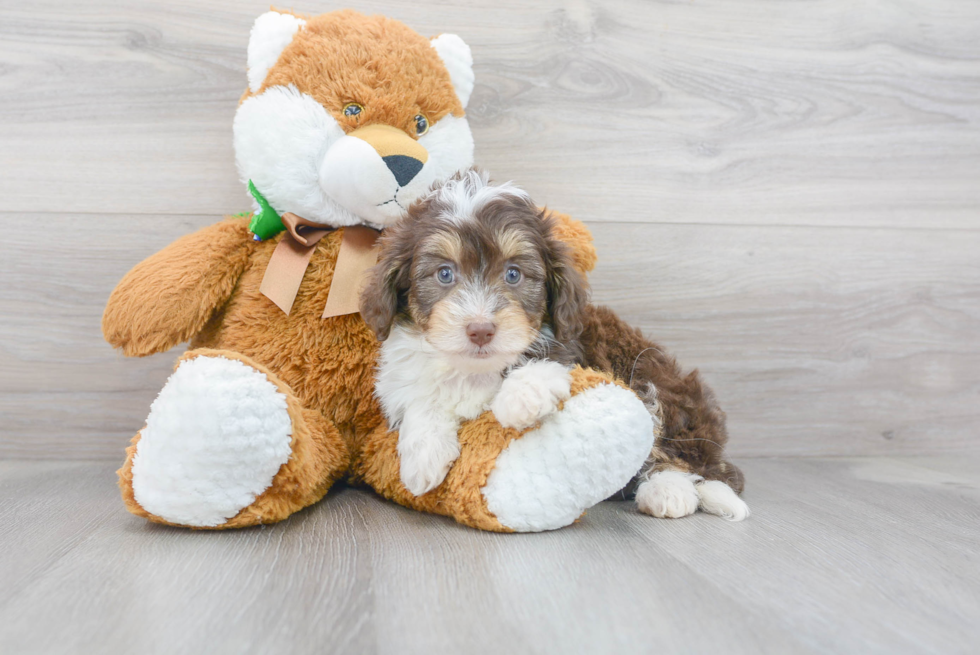 Mini Aussiedoodle Pup Being Cute