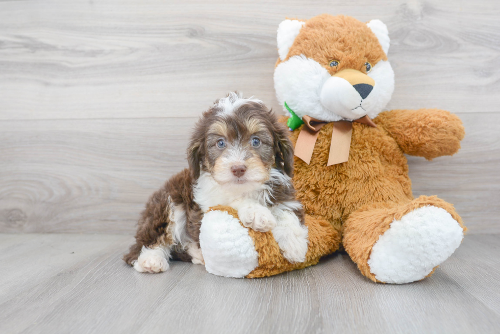 Popular Mini Aussiedoodle Poodle Mix Pup