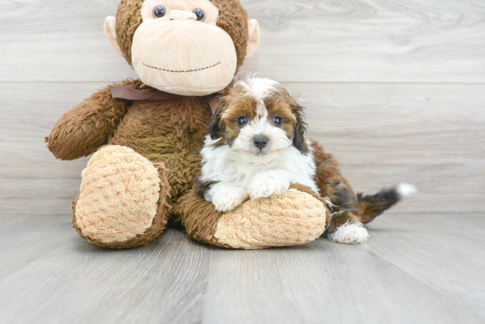 Mini Aussiedoodle Puppy for Adoption