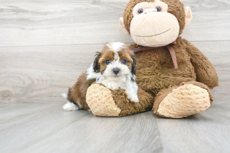 Mini Aussiedoodle Puppy for Adoption