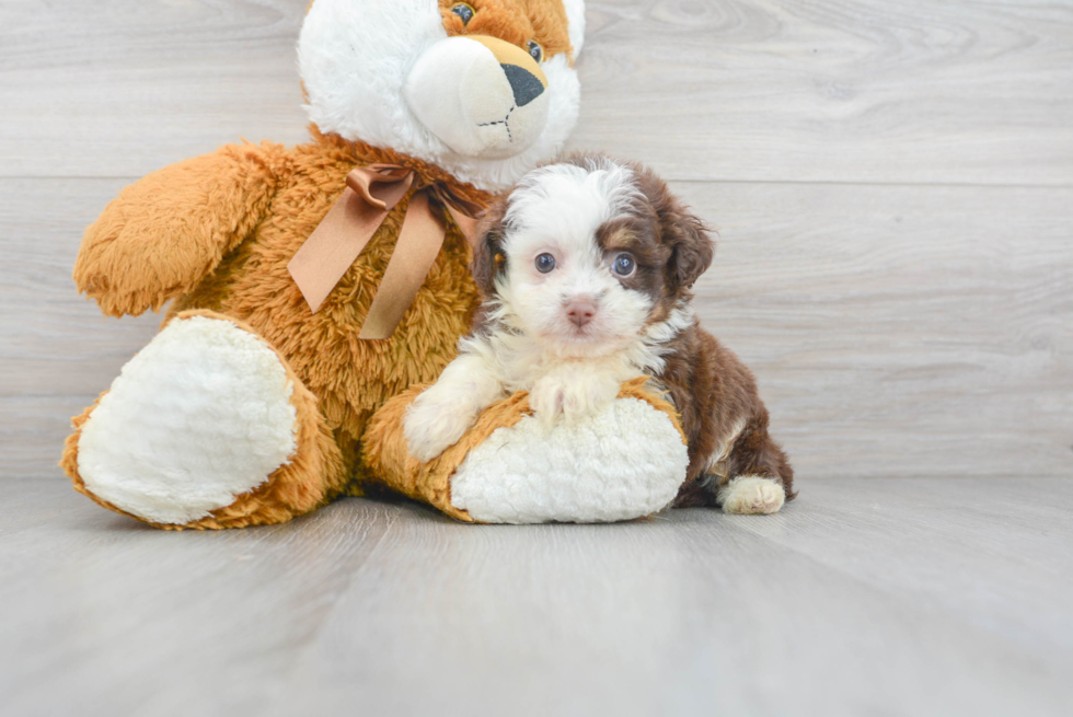 Funny Mini Aussiedoodle Poodle Mix Pup