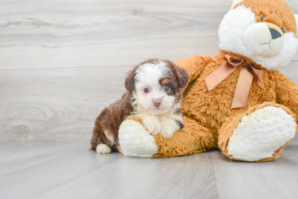 Energetic Aussiepoo Poodle Mix Puppy