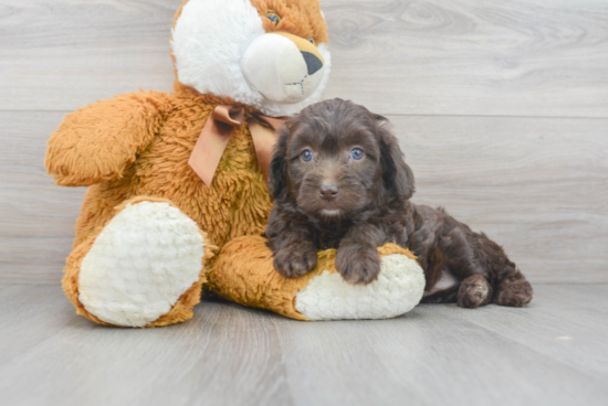 Mini Aussiedoodle Pup Being Cute