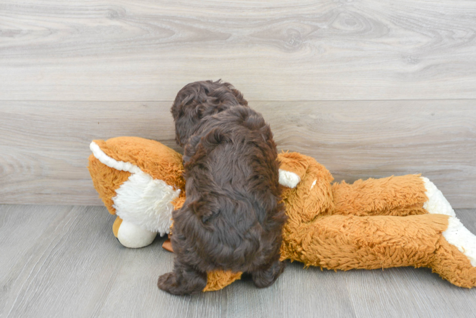 Mini Aussiedoodle Pup Being Cute