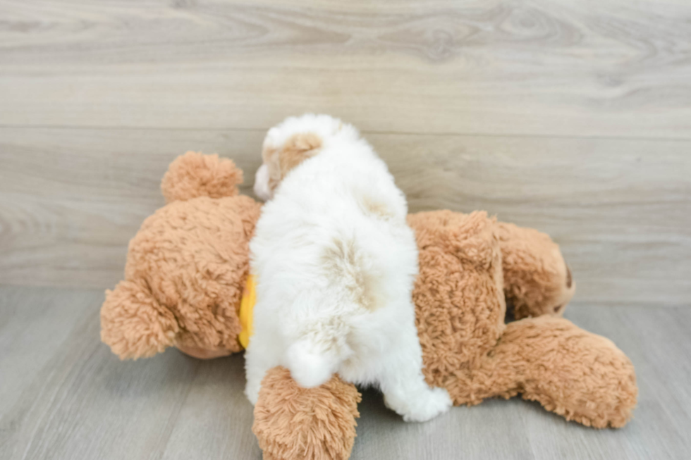 Energetic Aussie Poo Poodle Mix Puppy