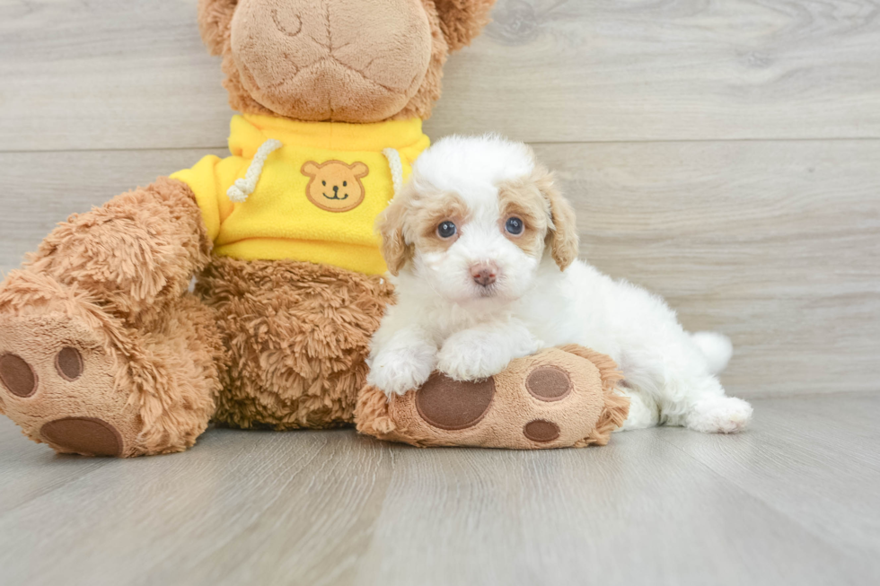 Mini Aussiedoodle Pup Being Cute