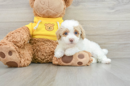 Mini Aussiedoodle Pup Being Cute