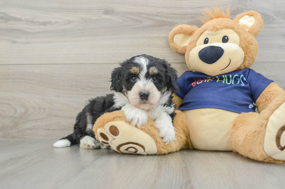 6 week old Mini Aussiedoodle Puppy For Sale - Premier Pups