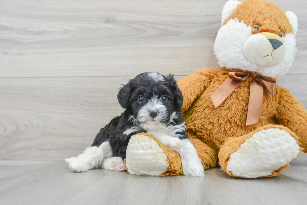 Petite Mini Aussiedoodle Poodle Mix Pup