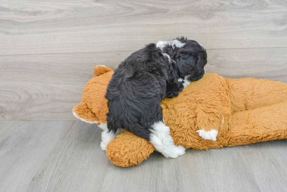 Mini Aussiedoodle Pup Being Cute