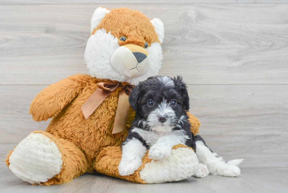 Popular Mini Aussiedoodle Poodle Mix Pup