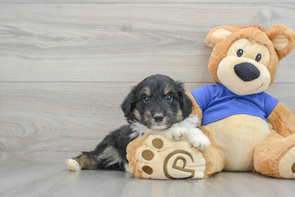 Best Mini Aussiedoodle Baby