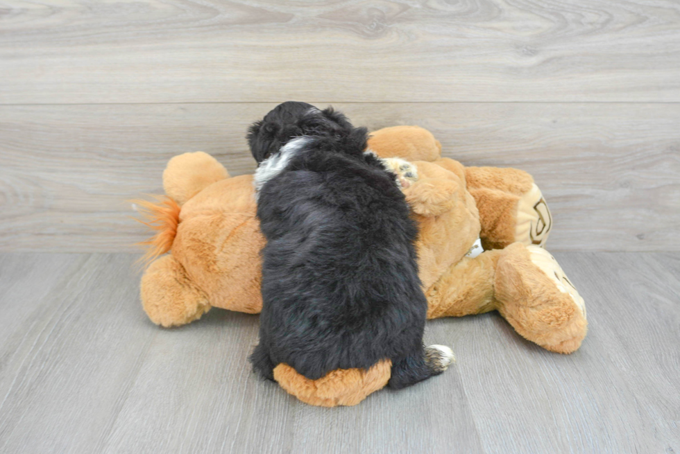 Best Mini Aussiedoodle Baby