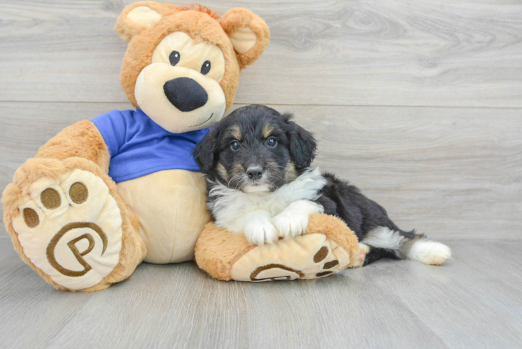 Sweet Mini Aussiedoodle Baby