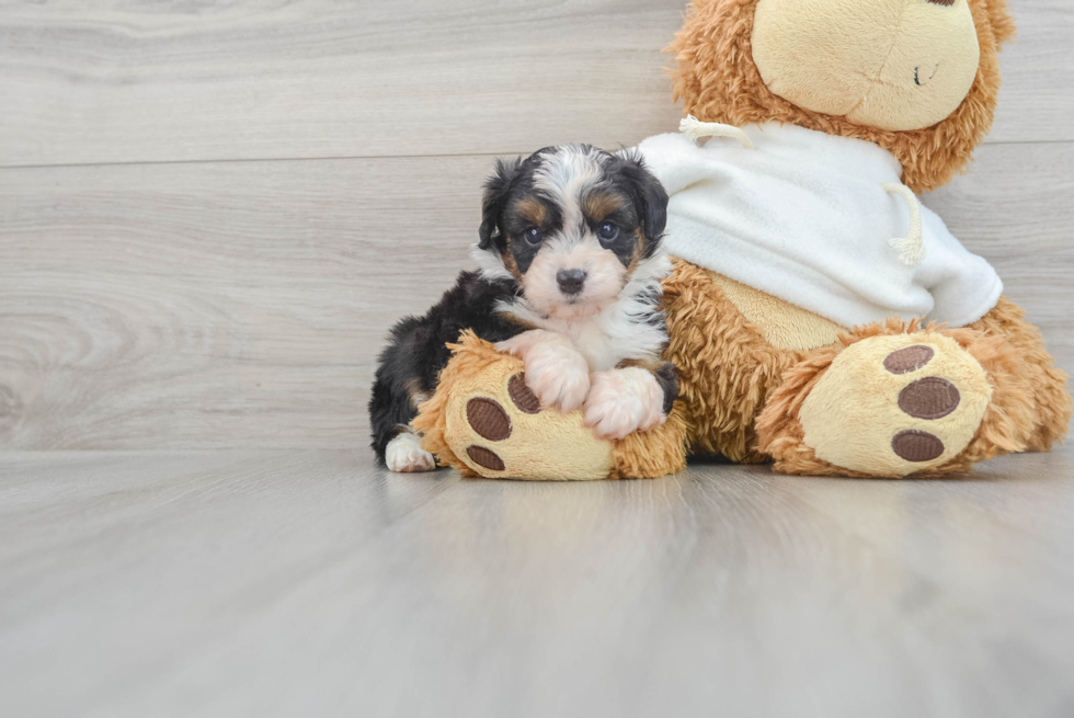 Mini Aussiedoodle Puppy for Adoption