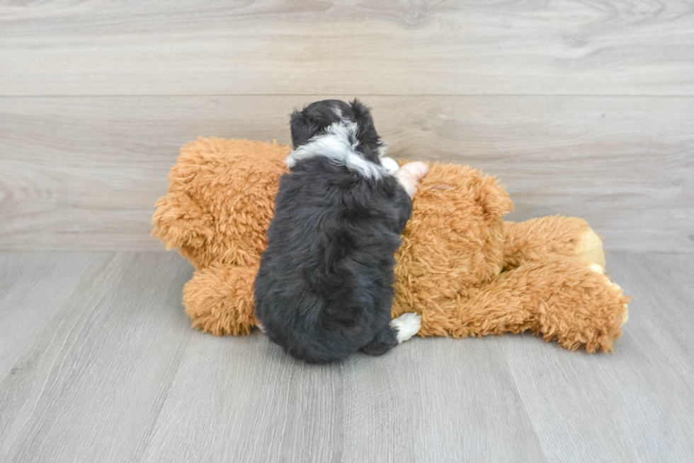 Mini Aussiedoodle Puppy for Adoption