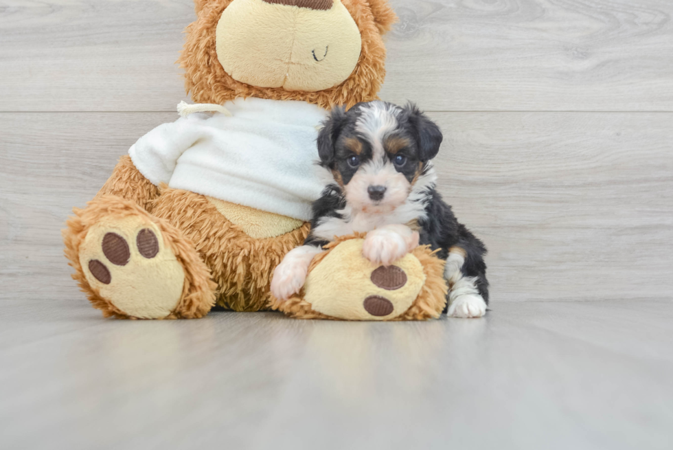 Popular Mini Aussiedoodle Poodle Mix Pup