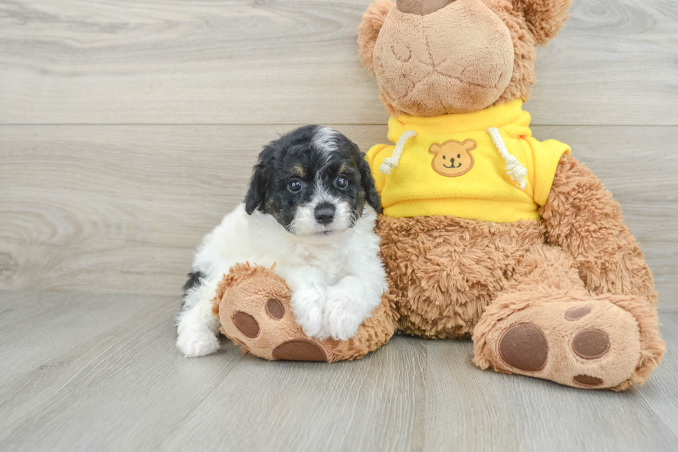 Popular Mini Aussiedoodle Poodle Mix Pup