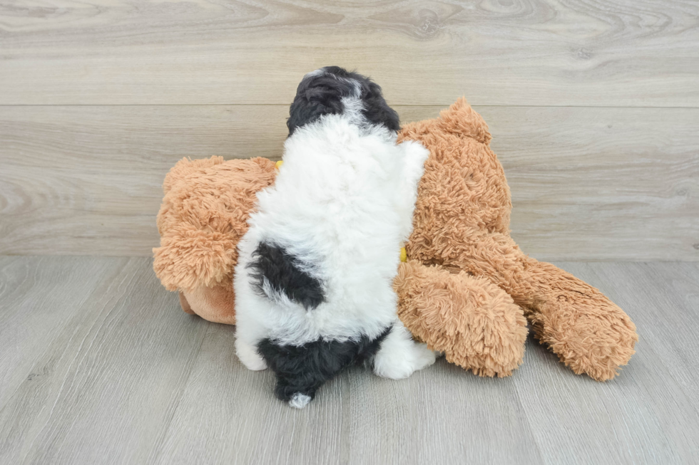 Mini Aussiedoodle Pup Being Cute