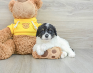 9 week old Mini Aussiedoodle Puppy For Sale - Premier Pups