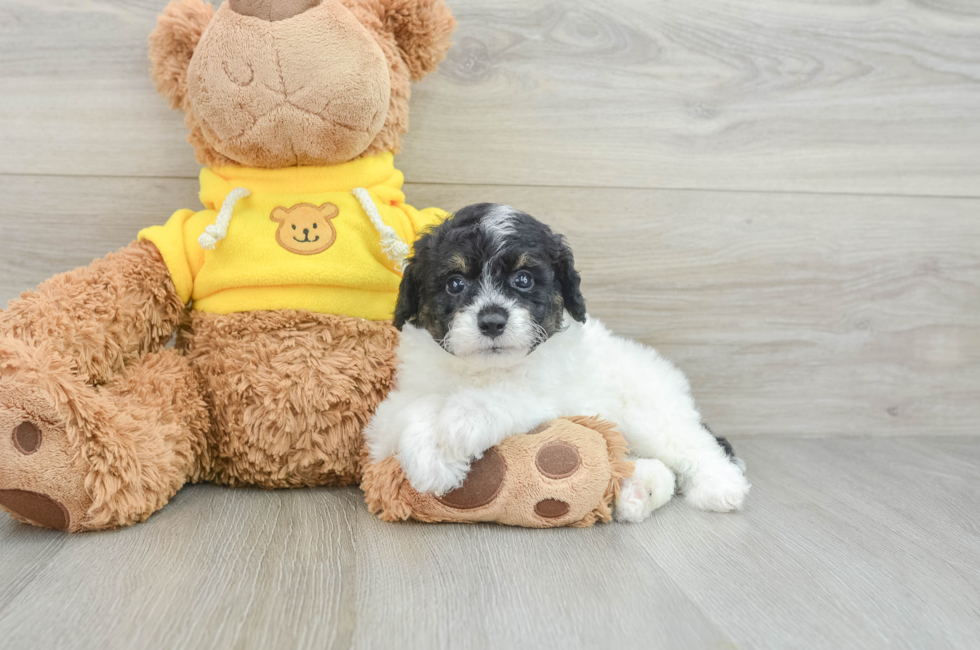 7 week old Mini Aussiedoodle Puppy For Sale - Premier Pups