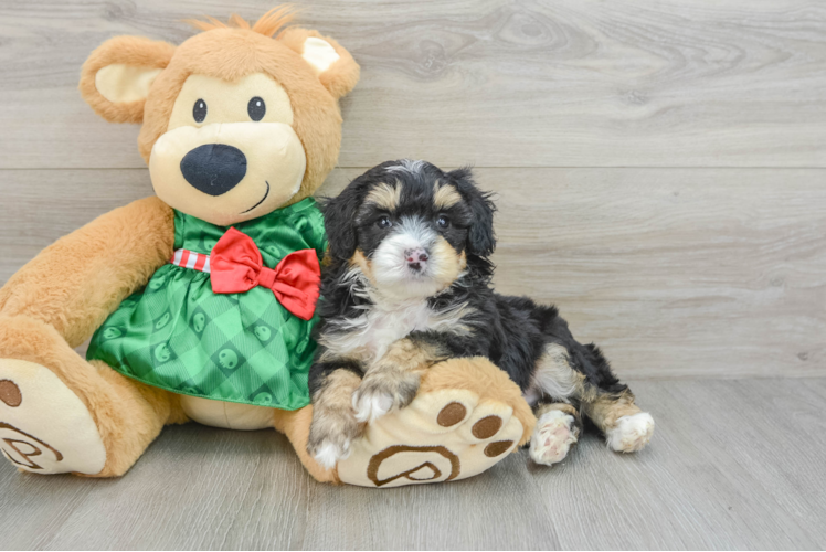 Best Mini Aussiedoodle Baby