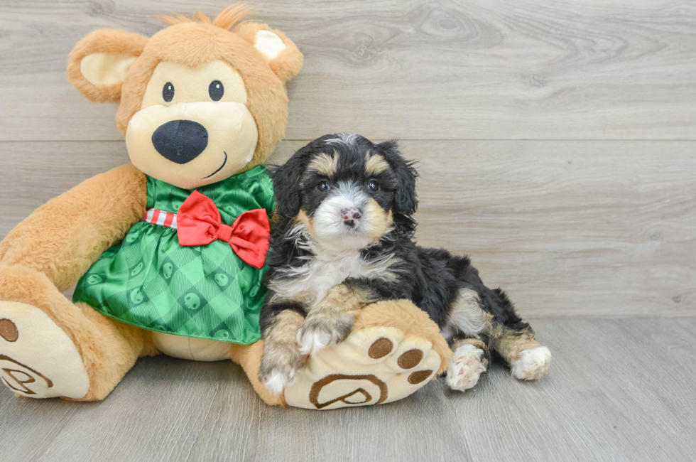 5 week old Mini Aussiedoodle Puppy For Sale - Premier Pups